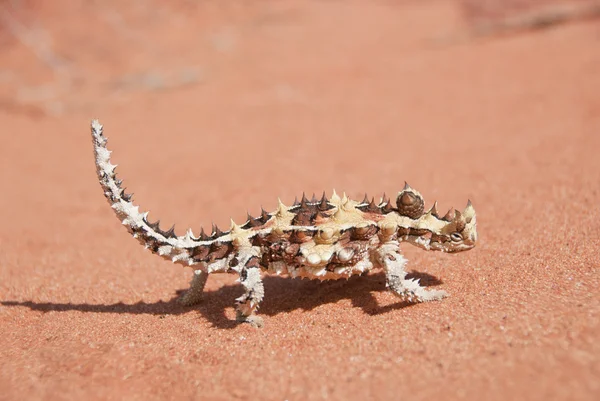 Thorny Devil Lizard andando na areia vermelha no outback — Fotografia de Stock