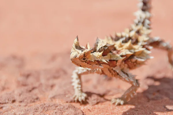 Espinoso Diablo Lagarto mirando con espacio de copia en el lado —  Fotos de Stock