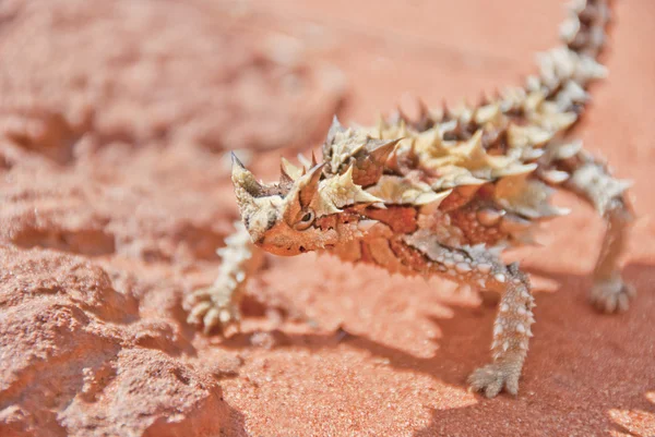 Thorny Devil Lizard na areia vermelha do outback e rochas — Fotografia de Stock