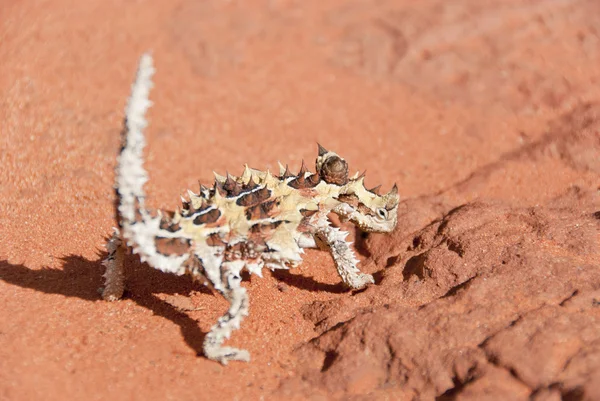 Thorny Diablo Lagarto mirando a la cámara — Foto de Stock