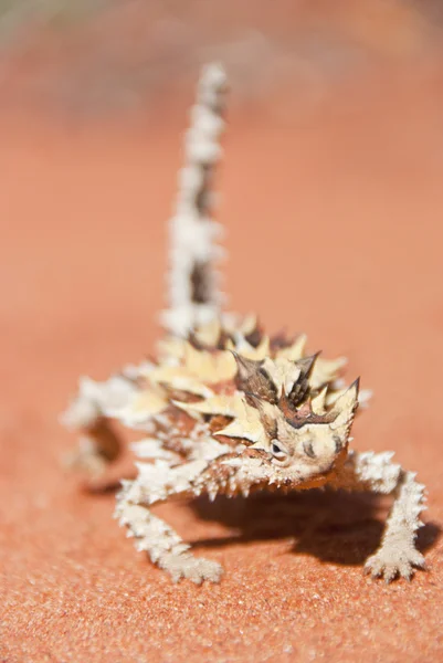 Spiky Thorny Devil Lizard na areia vermelha olhando — Fotografia de Stock