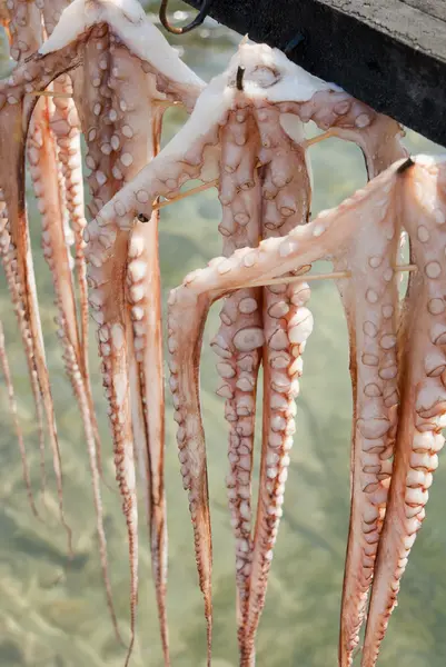 stock image Freshly Caught Octopuss Hanging To Dry