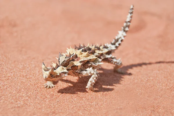 Thorny Devil Lizard com sombra na areia vermelha do outback Imagens De Bancos De Imagens Sem Royalties