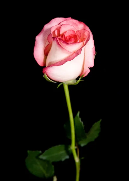 Одинокая Роза — стоковое фото