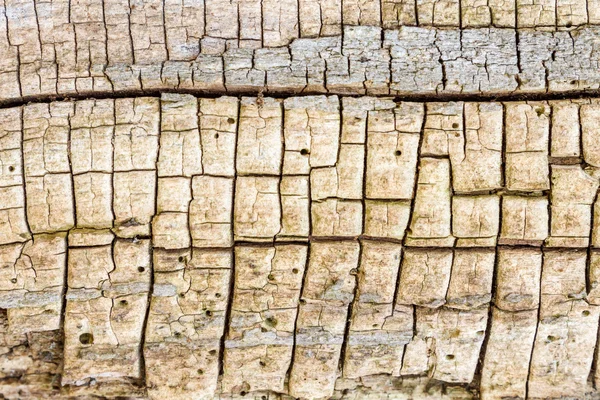 Stock image Old tree destroyed by bark beetles