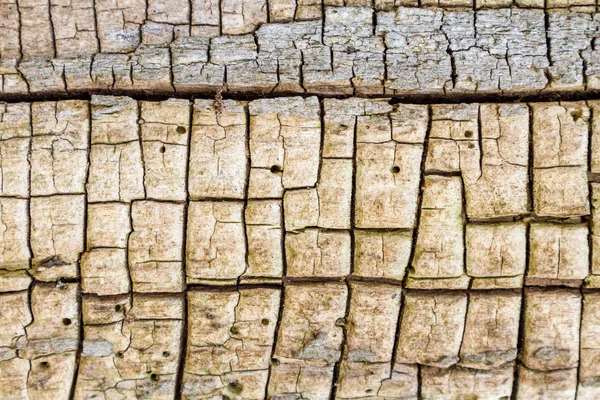 stock image Close up of an old tree eaten by beetles