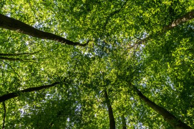 Green forest looking up clipart