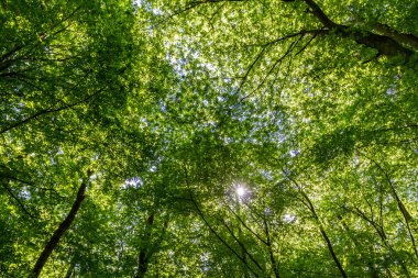 Green forest with sun beam looking up clipart