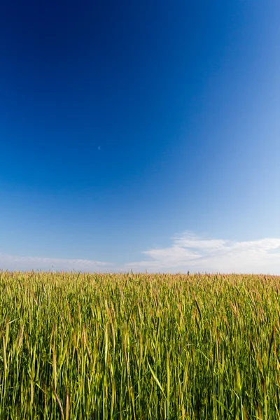 Grüne Wiese mit blauem Himmel bakgrpumd — Stockfoto