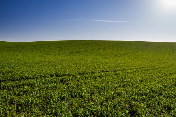 Grüne Wiese auf blauem Himmel Hintergrund — Stockfoto