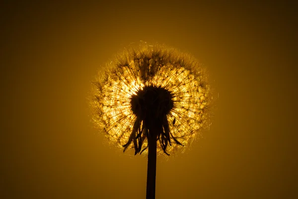 stock image Dandelion close-up on the background sunset