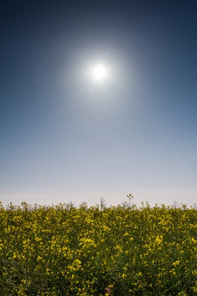 Raps fält på Sol och blå himmel bakgrund — Stockfoto
