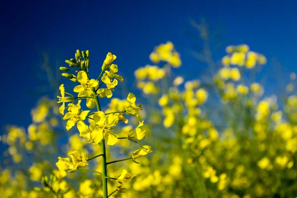 stock image Canola flower blooming on blue sky background