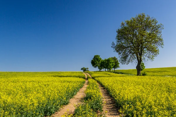 Verkrachting veld met bomen op blauwe hemelachtergrond — Stockfoto