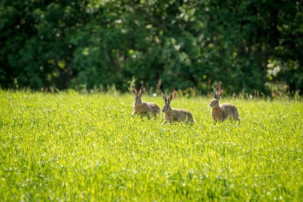 Drie konijnen lopen rond het gebied — Stockfoto