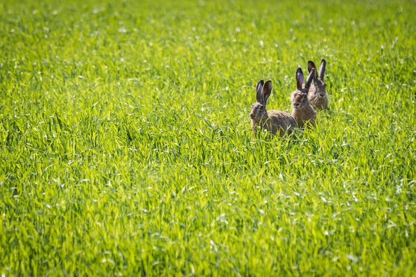 坐在草地上的三个兔 — 图库照片