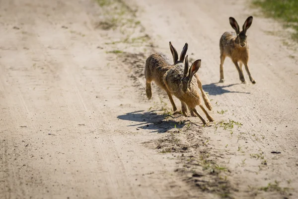 Stock image The rabbits running around the field