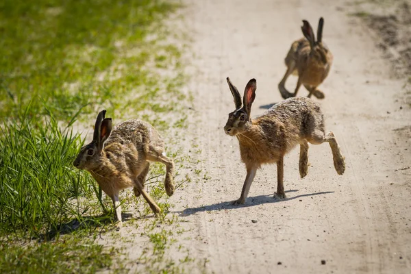 The rabbits running around the meadow — Stock Photo, Image