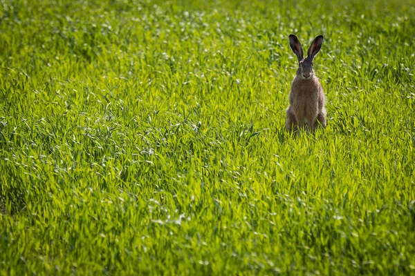 Conejo sentado en el prado —  Fotos de Stock