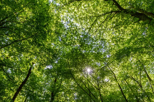 Zelený Les s paprskem slunce vyhledávání — Stock fotografie