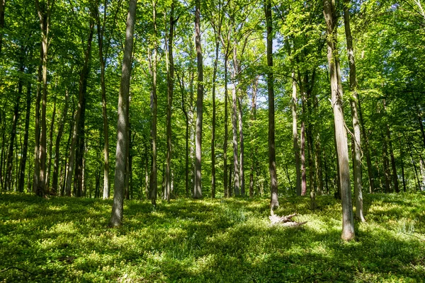 Zonlicht in het forest op zomer — Stockfoto