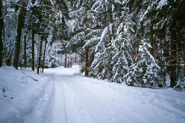 Snowy road in forest at winter — Stock Photo, Image