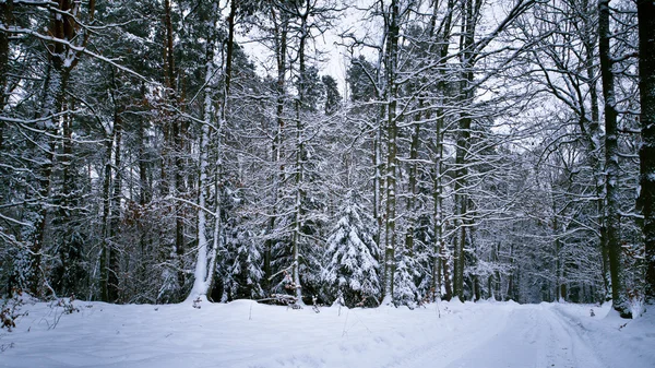 Neve na floresta no dia de inverno — Fotografia de Stock