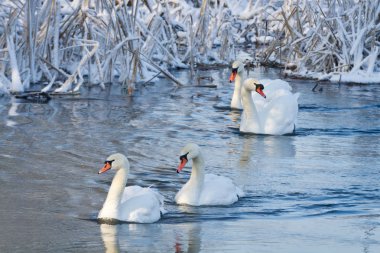 White swans in the river at winter clipart
