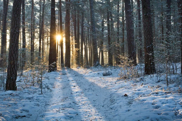 Soluppgång i skogen på vintern — Stockfoto