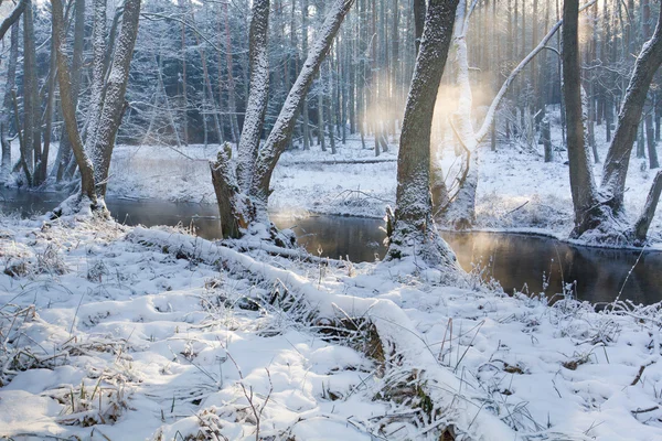 Foggy river in the forest at winter — Stock Photo, Image