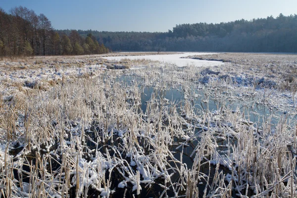 Zmrazené rákosí v jezeře v zimě — Stock fotografie
