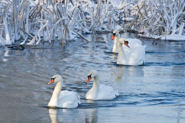 Cisnes blancos en el río en invierno — Foto de Stock