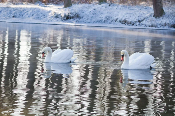 Dos cisnes nadando en el río en invierno — Foto de Stock
