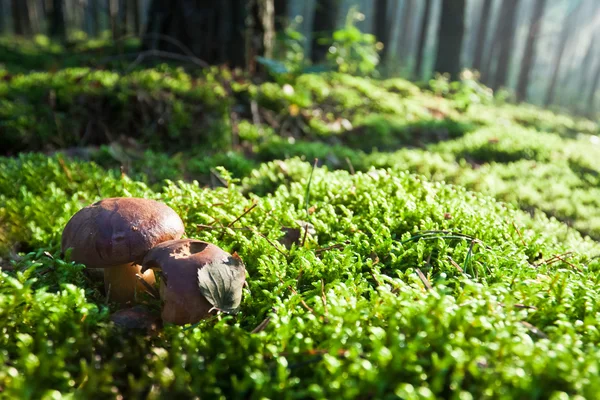 Funghi sul prato verde muschiato nella foresta nebbiosa — Foto Stock