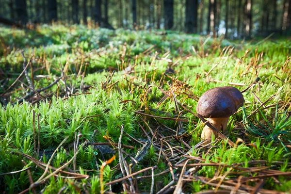 Cogumelos no campo musgoso na floresta verde — Fotografia de Stock