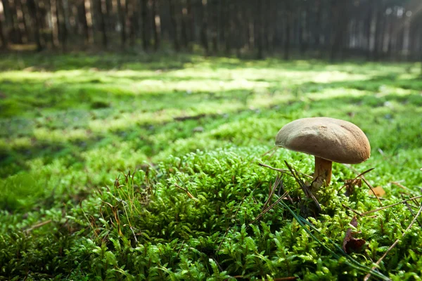 Piccolo fungo nella foresta nebbiosa — Foto Stock