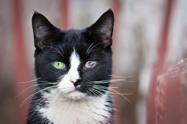 Pisică bolnavă cu boală oculară — Fotografie, imagine de stoc