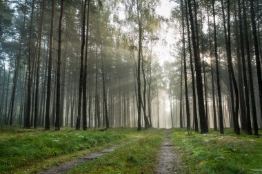 Foothpath in foggy forest at sunrise clipart