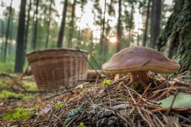 Closeup mushroom and basket in forest clipart