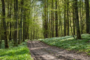 Path in forest with windflower clipart