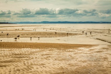 Seagulls on the Portobello beach at low tide clipart