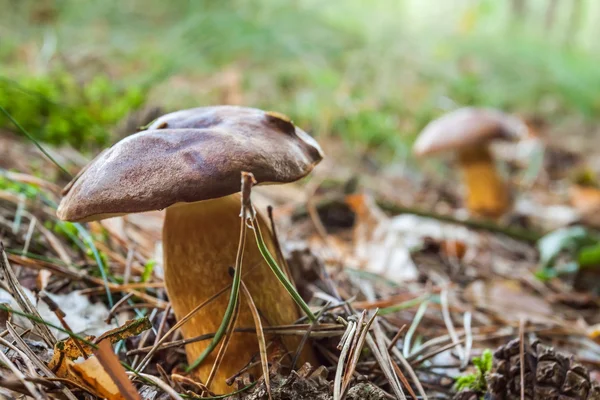 Bosco di Acerose con funghi in autunno — Foto Stock