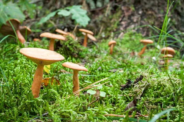 Несъедобные грибы в мшистом лесу — стоковое фото