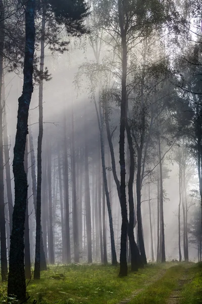 Misty old foggy forest at sunrise — Stock Photo, Image