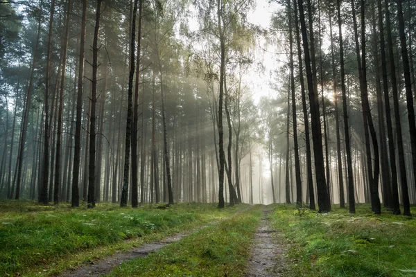 Foothpath in foggy forest at sunrise — Stock Photo, Image