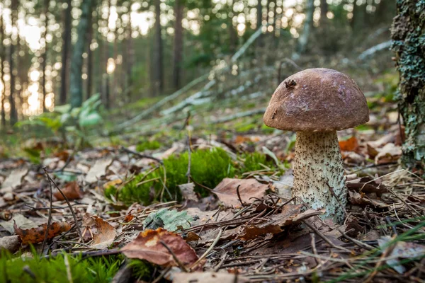 Wild mushroom in autumn forest — Stock Photo, Image