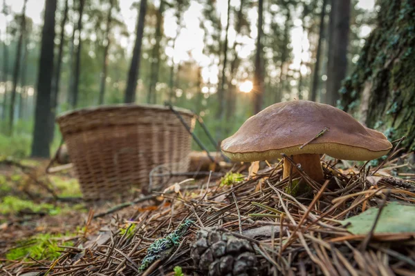 Closeup mushroom and basket in forest — Stock Photo, Image