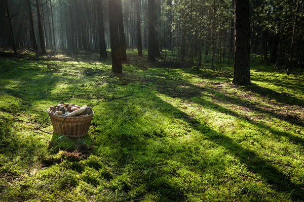 stock image Basket with mushrooms in the forest