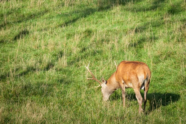 Cervo nel prato d'estate — Foto Stock