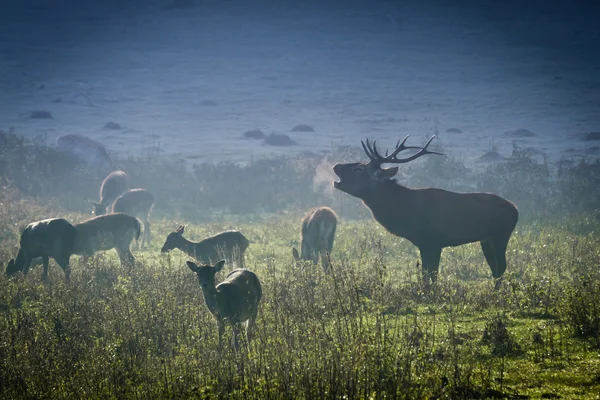 Herten met kudde brullende op de weide bij zonsopgang — Stockfoto